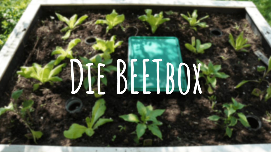 beetbox