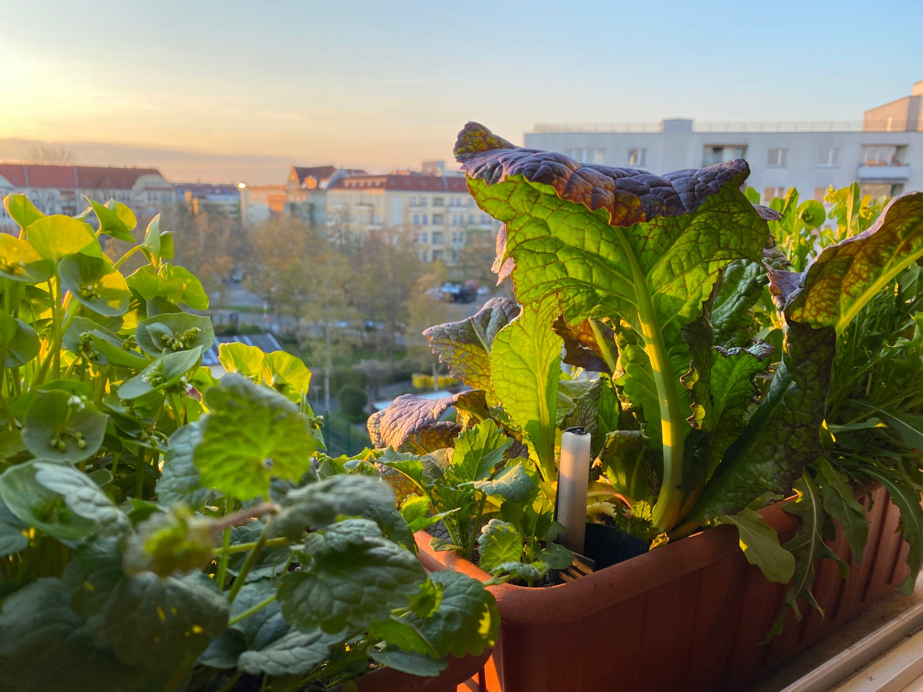 web 10. Balkonkasten auf dem Fensterbrett mit Wintergemuese Winterpostelein Gundermann Asia Salat Red Giant Rucola IMG 0408