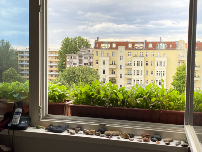 web 7. Balkonkasten auf dem Fensterbrett mit Radieschen und Salat Wilde Rauke Pfluecksalat Asia Salat IMG 4779