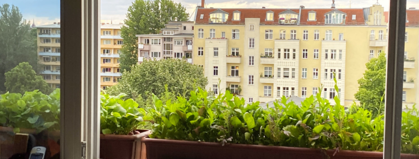 web 7. Balkonkasten auf dem Fensterbrett mit Radieschen und Salat Wilde Rauke Pfluecksalat Asia Salat IMG 4779