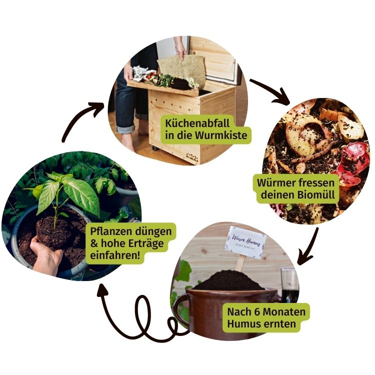 Kreislaufgrafik Kompostieren in der Wurmkiste: Biomüll in die Kiste, Würmer fressen deine Abfälle, in 6 Monaten wird nährstoffreicher Humus daraus, du kannst damit deine Pflanzen düngen und hohe Erträge einfahren