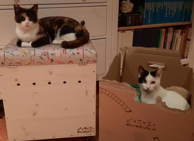Katze auf Wurmkiste und Katze im Wurmkistenkarton